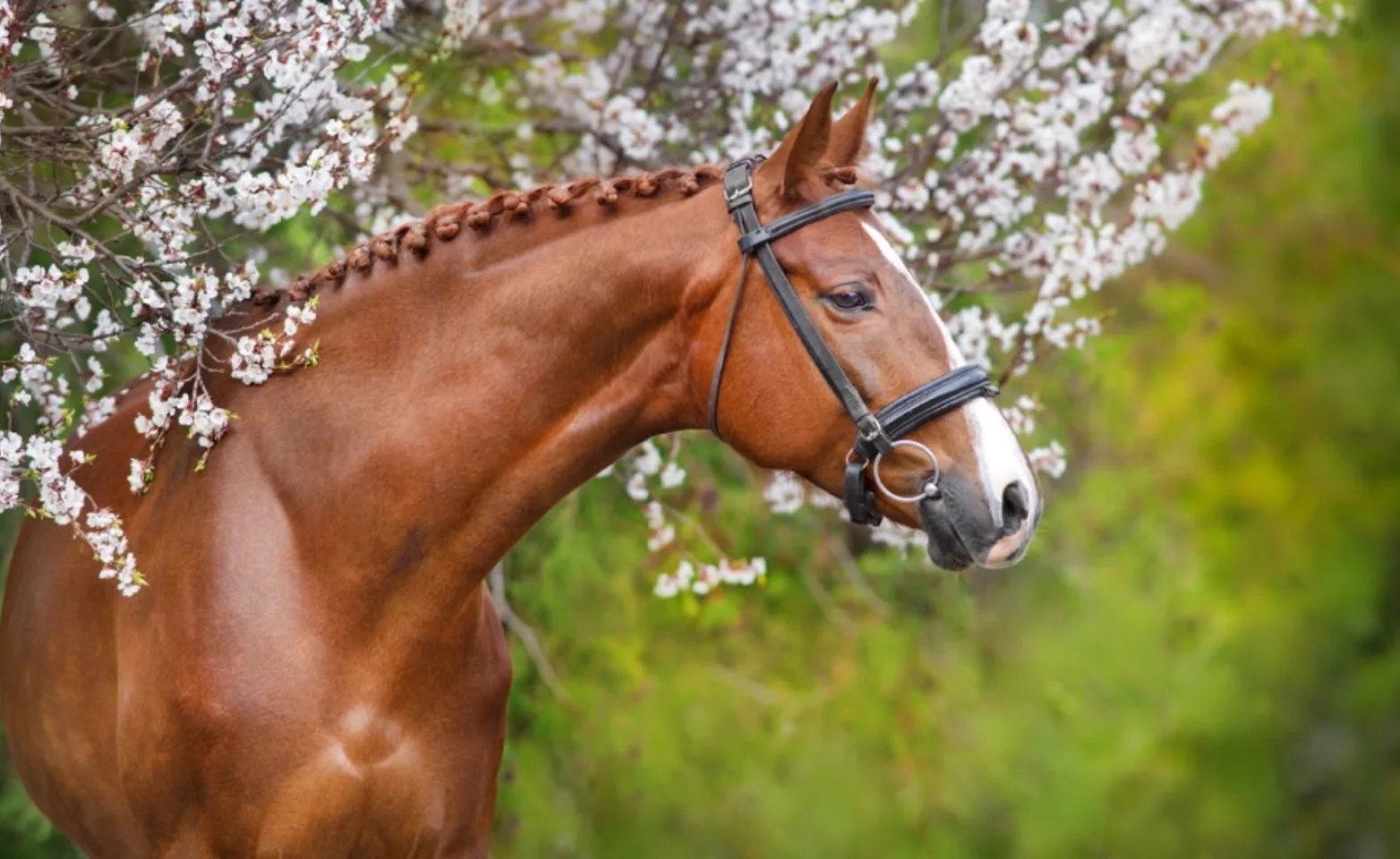 Brown horse standing amongst white and pink flowery trees.